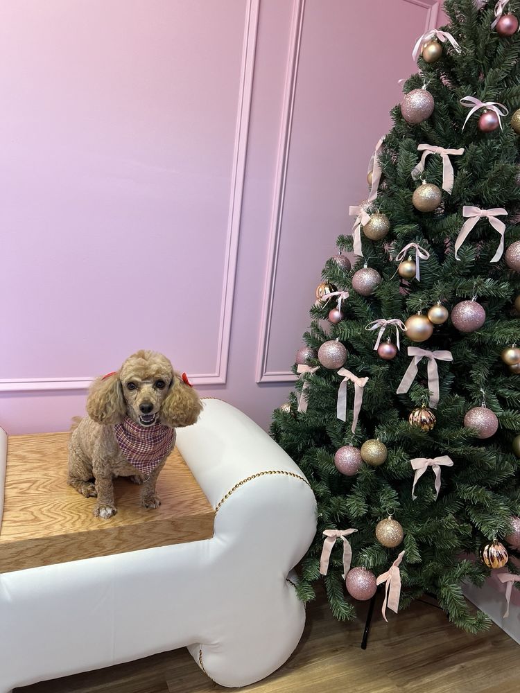 Belle Groom Pet Salon